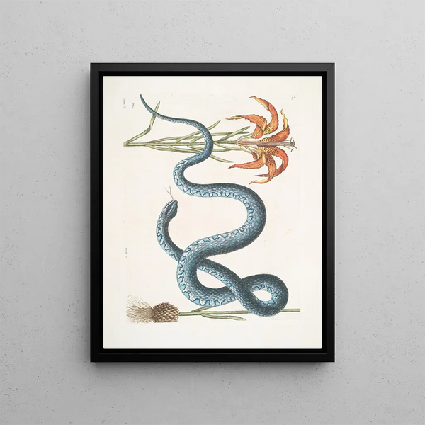Mark Catesby - Lilium c The Red Lily Anguis c The WampumSnake.webp