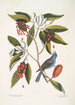 Magnolia Lauri folio Subtus albicante Den söta lagerbusken med blommor Coccothraustes coeruleus Den blå korsnäbben - Mark Catesby — vy av konstverket