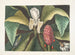 Magnolia, paraplyträdet - Mark Catesby — vy av konstverket