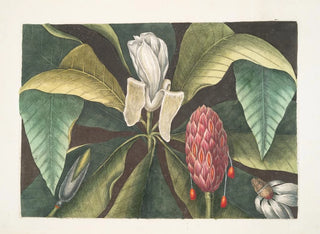 Magnolia, paraplyträdet - Mark Catesby — vy av konstverket