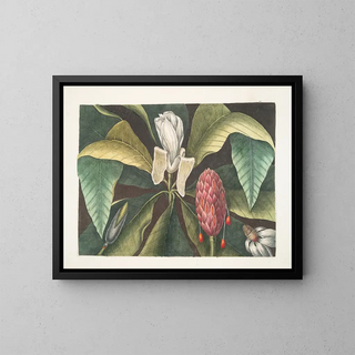 Magnolia, paraplyträdet - Mark Catesby — inramlat konstverk på väggen