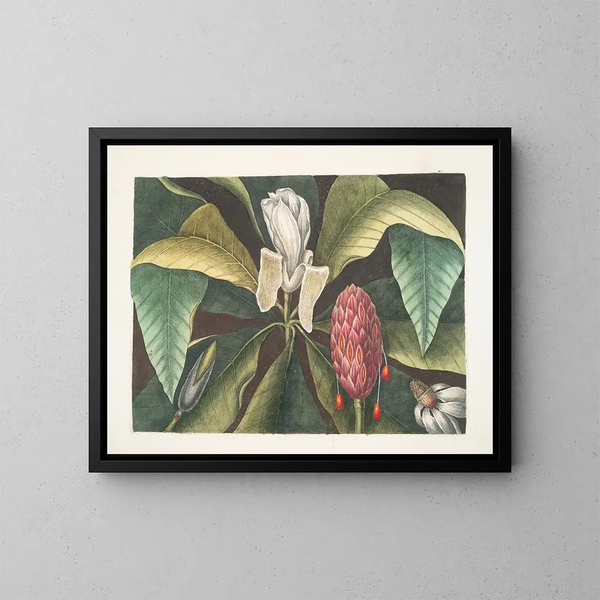 Magnolia, paraplyträdet - Mark Catesby — inramlat konstverk på väggen