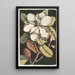 Magnolia altissima Le laurier de Caroline - Mark Catesby — vy av konstverket