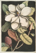 Magnolia altissima Le laurier de Caroline - Mark Catesby — inramlat konstverk på väggen