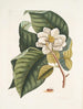 Magnolia skulle vara vit c Ant villosa röd La Fourmi de Velours - Mark Catesby — vy av konstverket