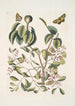 Mancanilla Pyri facie Le mancenillier Viscum foliis latioribus Papilio medius c - Mark Catesby — vy av konstverket
