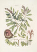 Manghala c Frutex c Cancellus terrestris Bahamensis Le bernard-l'ermite - Mark Catesby — vy av konstverket