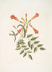 Mellivora c Le colibri Bignonia c La fleur trompette - Mark Catesby — vy av konstverket