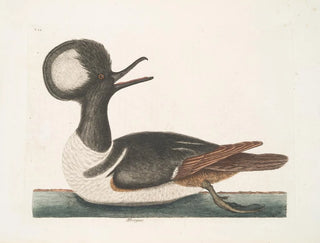 Mergule - Mark Catesby — vy av konstverket
