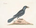 Le corbeau violet - Mark Catesby — vy av konstverket