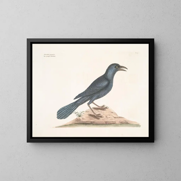 Le corbeau violet - Mark Catesby — inramlat konstverk på väggen