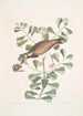 Morinellus marinus Le tournepierre ou pluvier de mer Frutex c - Mark Catesby — vy av konstverket