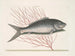 Mormijrus och den beniga fisken - Mark Catesby — vy av konstverket