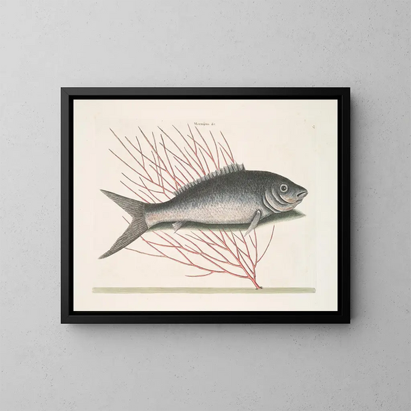 Mormijrus och den beniga fisken - Mark Catesby — inramlat konstverk på väggen