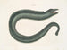 Murna maculata Le Muray - Mark Catesby — vy av konstverket