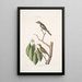 Muscicapa fusca Den lilla bruna gobe-mouche Muscicapa oculis rubris Den rödaögda gobe-mouche Arbor Lauri fol c - Mark Catesby — inramlat konstverk på väggen