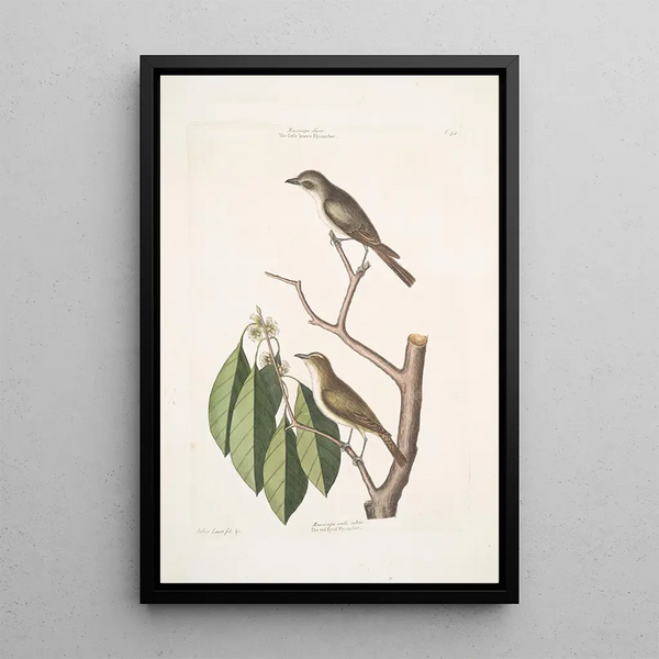 Mark Catesby - Muscicapa fusca the little brown Flycatcher Muscicapa oculis rubris The red Eyed Flycatcher Arbor Lauri fol c.webp
