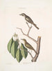 Muscicapa fusca Den lilla bruna gobe-mouche Muscicapa oculis rubris Den rödaögda gobe-mouche Arbor Lauri fol c - Mark Catesby — vy av konstverket