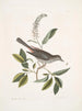 Muscicapa vertice nigro L'oiseau-chat Alni folia Americana serrata - Mark Catesby — vy av konstverket