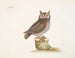 La petite hulotte - Mark Catesby — vy av konstverket