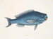 La Poisson bleu - Mark Catesby — vy av konstverket