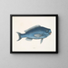 La Poisson bleu - Mark Catesby — inramlat konstverk på väggen