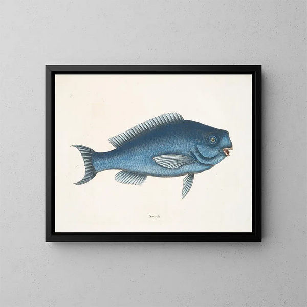 La Poisson bleu - Mark Catesby — inramlat konstverk på väggen