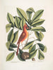 Nux juglans Virginiana alba c Le caryer Le noyer Coccothraustes ruber L'oiseau rouge - Mark Catesby — vy av konstverket