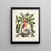 Nux juglans Virginiana alba c Le caryer Le noyer Coccothraustes ruber L'oiseau rouge - Mark Catesby — inramlat konstverk på väggen
