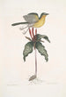 Oenanthe Americana La paruline à poitrine jaune Solanum c - Mark Catesby — vy av konstverket