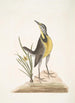 Ornithogalum liteum c La petite étoile jaune Alauda Magna La grande alouette - Mark Catesby — vy av konstverket