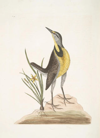 Mark Catesby - Ornithogalum liteum c The Little yellow StarFlower Alauda Magna The large Lark.webp