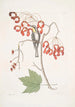 Långtidskonsttryck av Parus Americanus Gutture luteo La mésange à gorge jaune Acer Virginianum folio majore L'érable à fleurs rouges - Mark Catesby — vy av konstverket