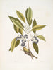 Parus Americanus lutescens Le Grimpereau des pins Ligustrum Lauri folio Le Laurier à baies pourpres - Mark Catesby — vy av konstverket