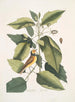 Parus coucou noir La mésange à capuchon Tupelo Arbor L'eau Tupelo - Mark Catesby — vy av konstverket