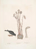 Passer le chapitre Nivaluis The Snowbird Orobanche Virginiana c Broomrape Fungus dans Toadstool - Mark Catesby — vy av konstverket