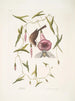 Passerculus Le petit moineau Convulvulus Caroliniensis Le liseron pourpre de Caroline - Mark Catesby — vy av konstverket