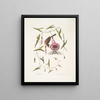 Mark Catesby - Passerculus The little Sparrow Convulvulus Caroliniensis The Purple Bindweed of Carolina.webp