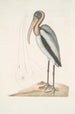 Pelicanus Sylvaticus Le Pélican des Bois - Mark Catesby — vy av konstverket