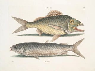Le mulet - Mark Catesby — vy av konstverket
