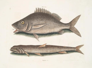 Perca, fisk i Margate, Saurus, havsörn - Mark Catesby — vy av konstverket