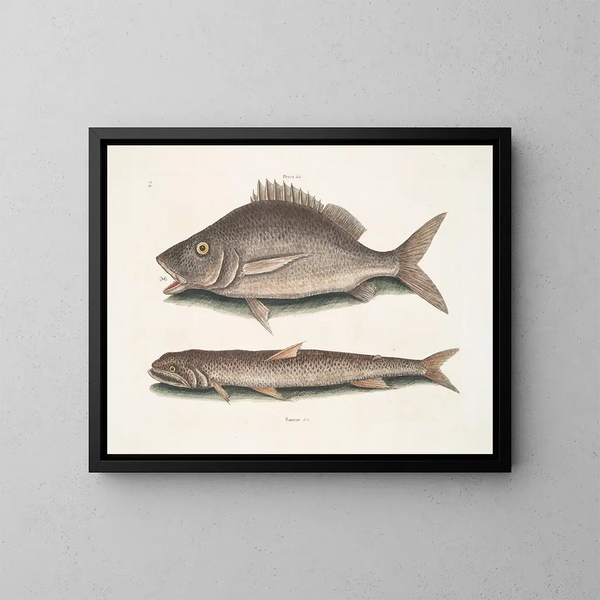 Perca, fisk i Margate, Saurus, havsörn - Mark Catesby — inramlat konstverk på väggen