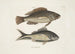 Perca c Le poisson nègre Perca cauda nigra La queue noire - Mark Catesby — vy av konstverket