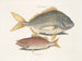 Le poisson porc Perca rhomboidalis et le chef d'école Perca pinnis - Mark Catesby — vy av konstverket