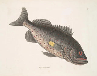 giftig fiskstim v Le RockFish - Mark Catesby — vy av konstverket