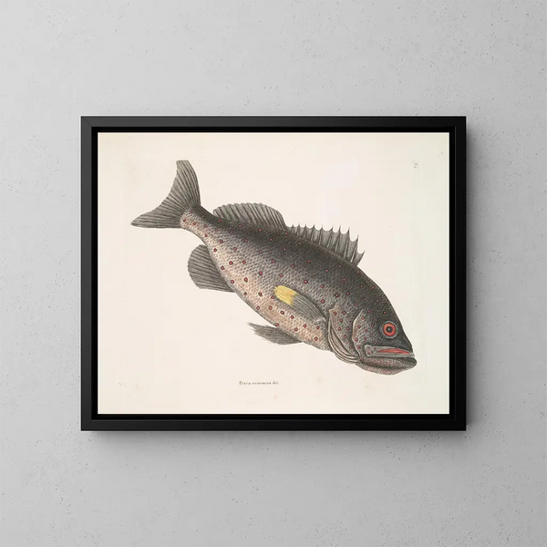 giftig fiskstim v Le RockFish - Mark Catesby — inramlat konstverk på väggen