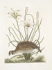 vildtärna från Virginia La vildtärna från Amerika Lilio narcissus Virginiensis Le lys Attamusco - Mark Catesby — vy av konstverket