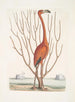 Phoenicopterus Bahamensis Le Flamant rose Keratophiton c - Mark Catesby — vy av konstverket