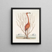 Phoenicopterus Bahamensis Le Flamant rose Keratophiton c - Mark Catesby — inramlat konstverk på väggen