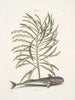 Phylantus c. Remora Le poisson suceur - Mark Catesby — vy av konstverket